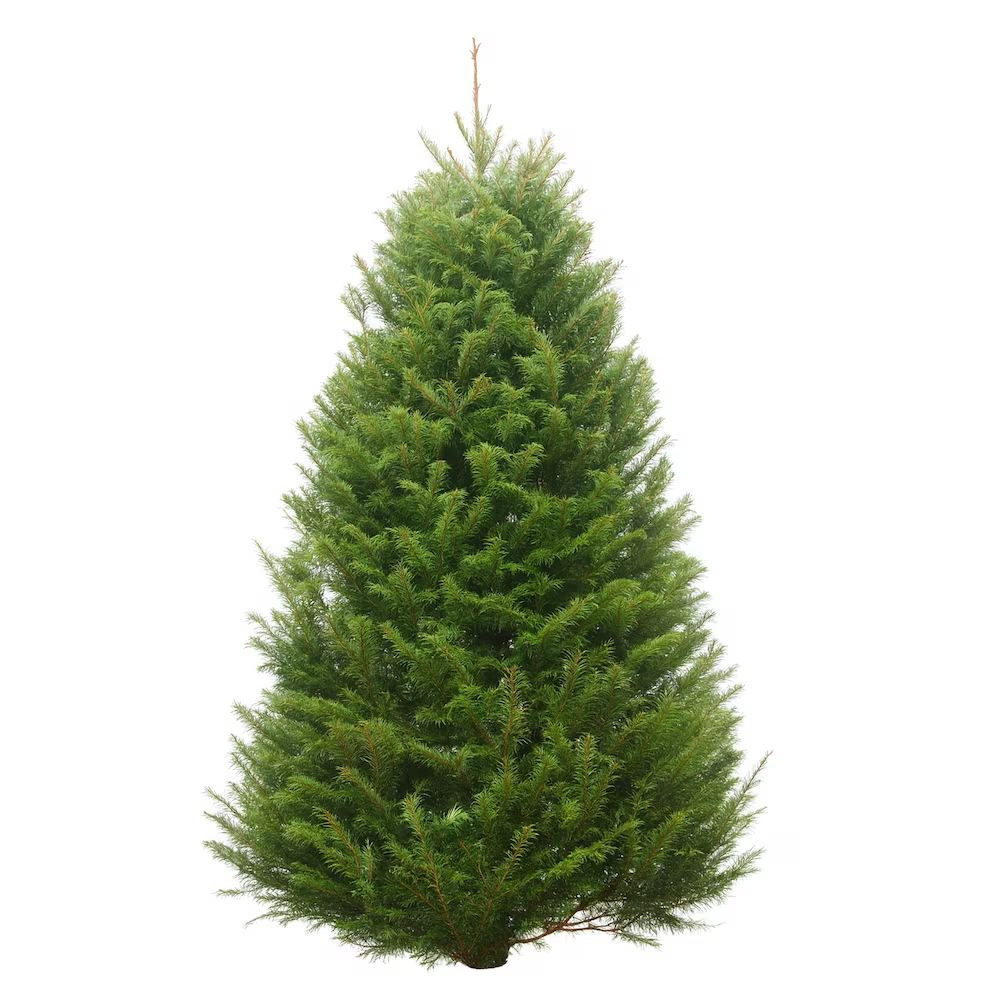 Christmas Tree 5-6 ft