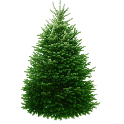 Christmas Pine Tree 6-7 ft