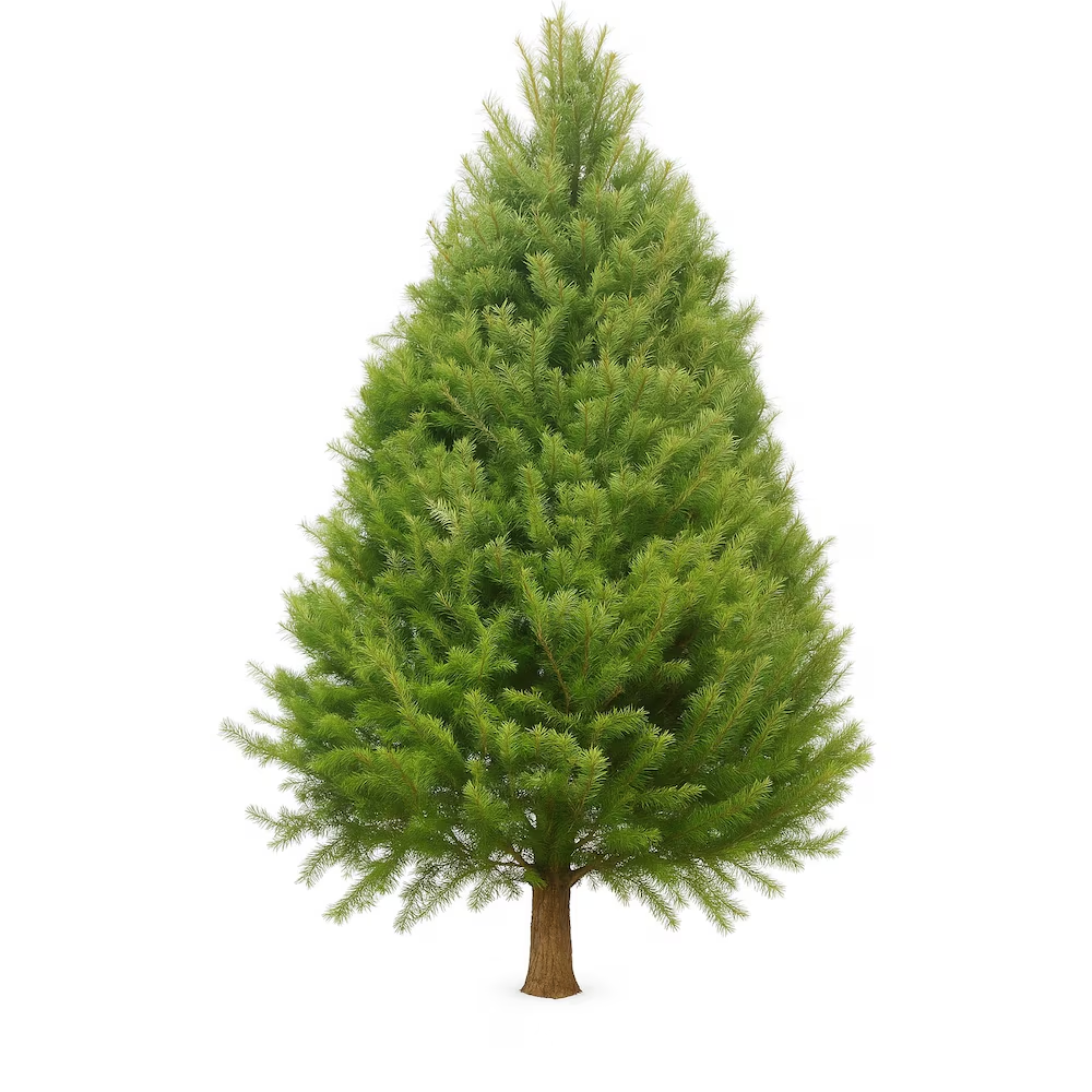 Douglas Fir 6-7 ft