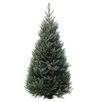 Basic Fraser Fir Cross 6-8 ft