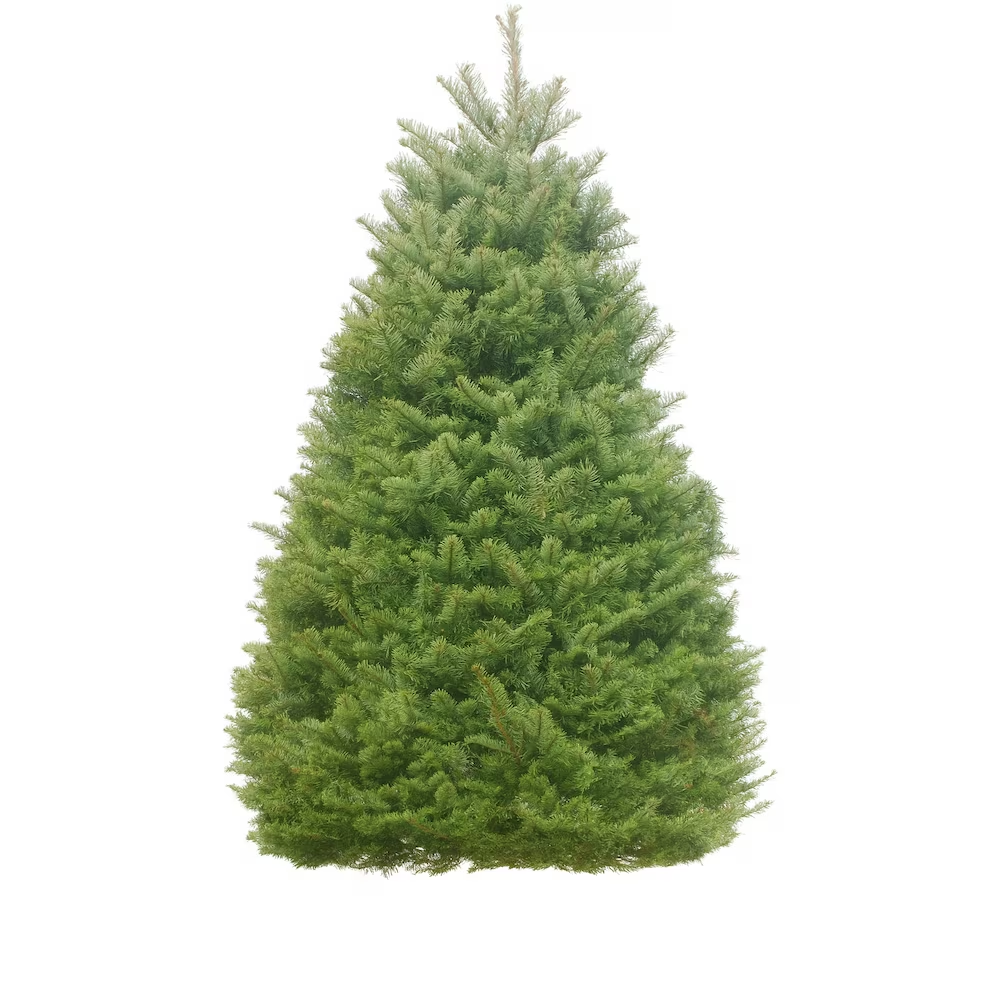 Noble Fir 6-8 ft