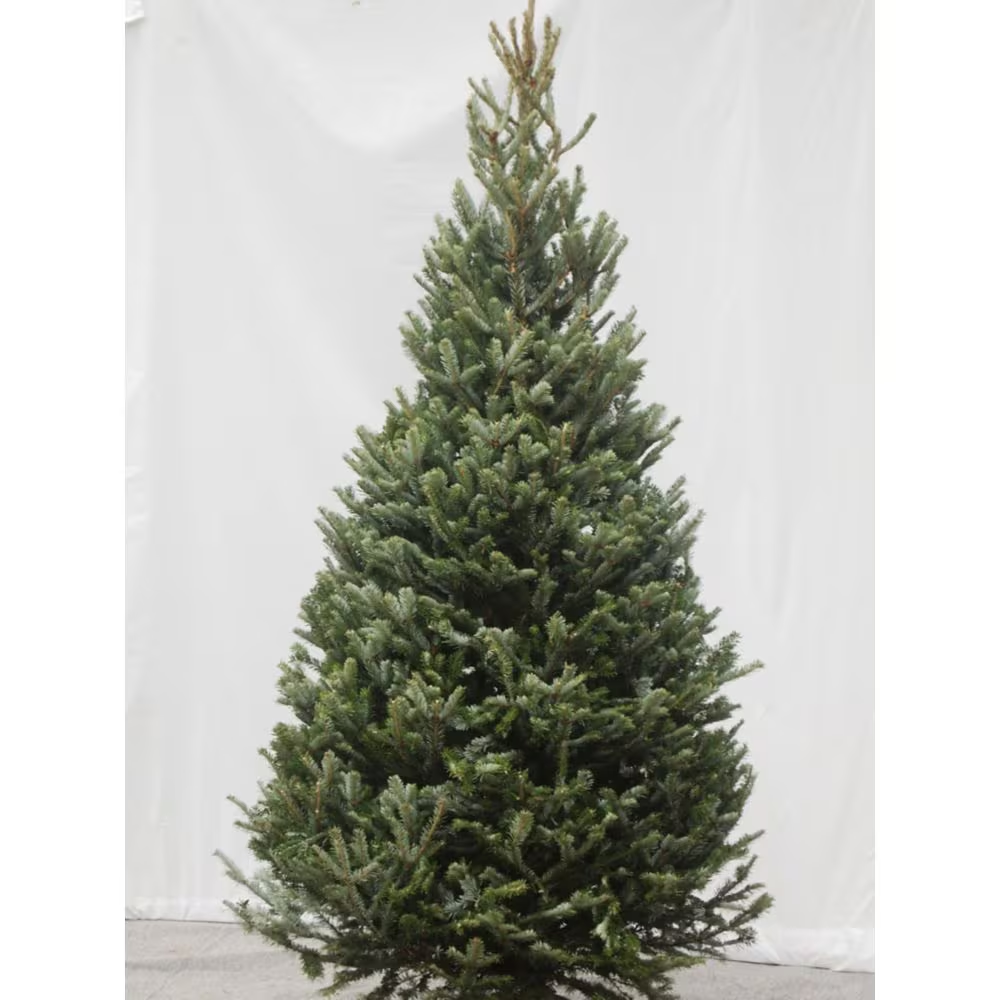 Fraser Fir Cross 8-9 ft